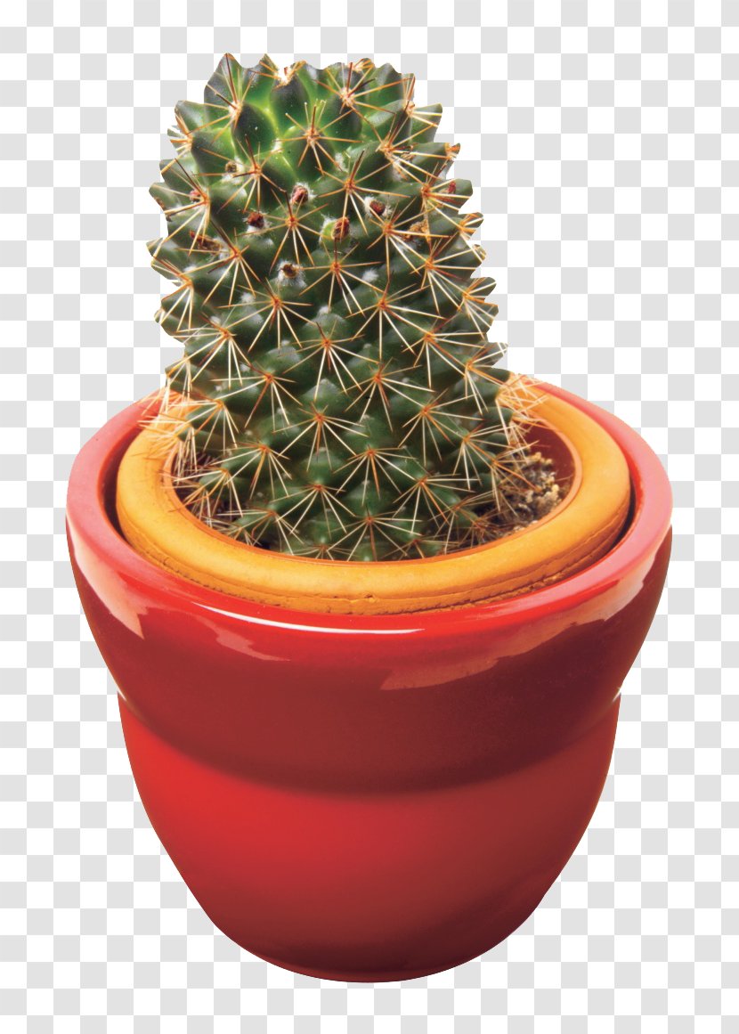 Cactaceae Succulent Plant Thorns, Spines, And Prickles Flowerpot - Transplanting - Potted Cactus Transparent PNG