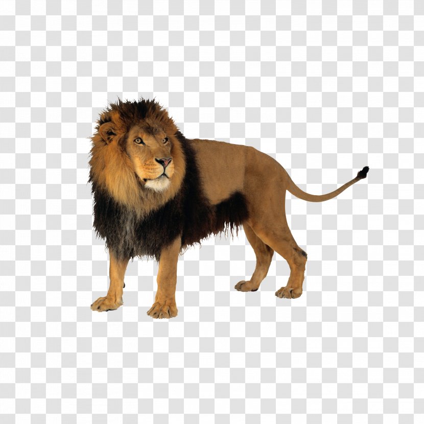 Lion Cat Tiger Clip Art - Mammal Transparent PNG