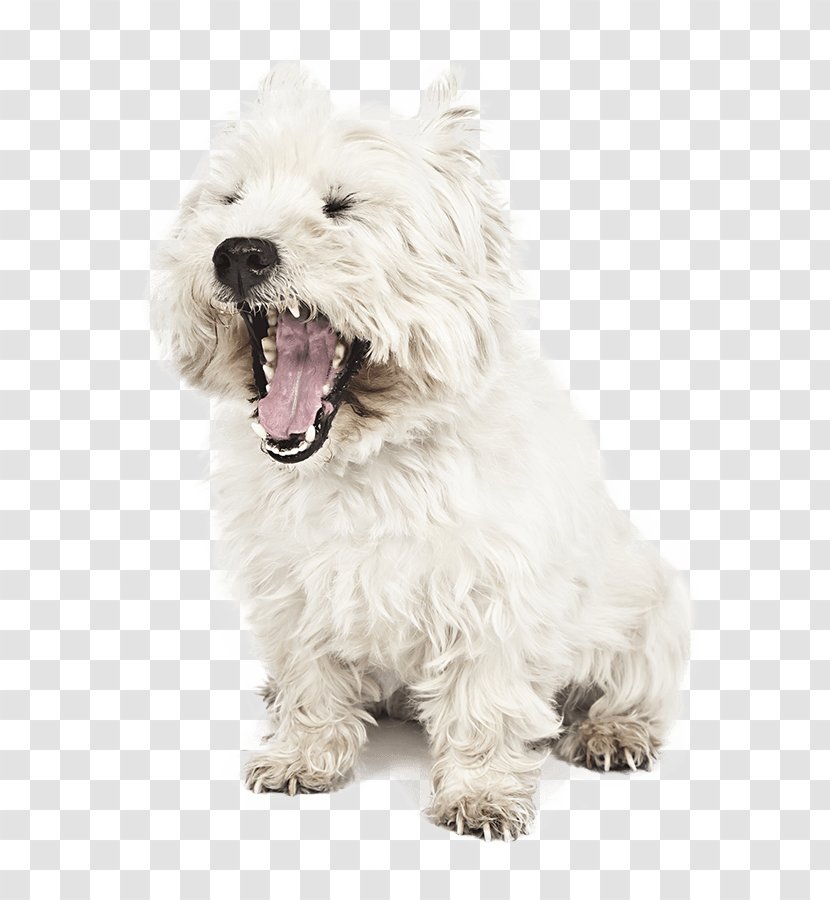 West Highland White Terrier Glen Of Imaal Cairn Dutch Smoushond Maltese Dog Transparent PNG