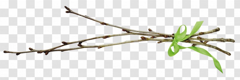Tree Branch Leaf Willow Clip Art Transparent PNG