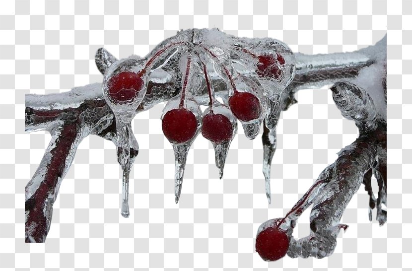 United States Ice Cube Candle - Cherry - Frozen Cherries Transparent PNG