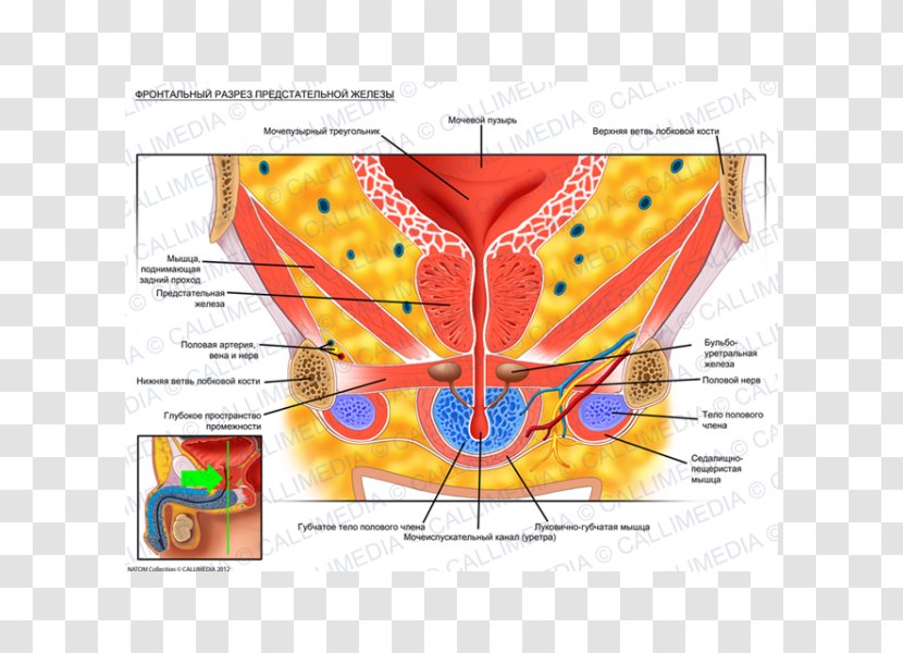 Prostate Urinary Bladder Pelvis Genitourinary System Anatomy - Silhouette - Tongue Transparent PNG