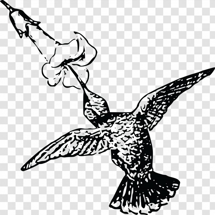 Hummingbird Drawing Clip Art - Monochrome - Photography Transparent PNG