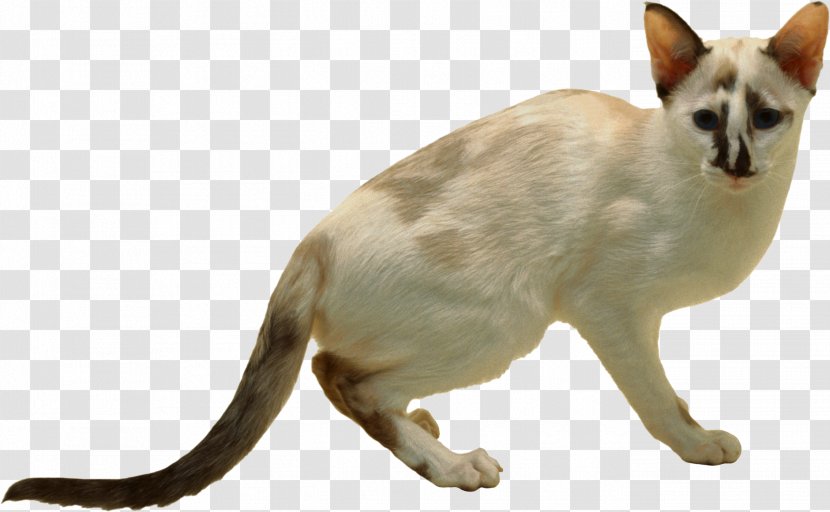 Balinese Cat Siamese Felidae - Whiskers - Cats Transparent PNG