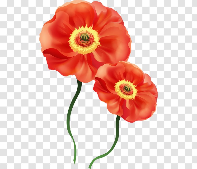 Poppy Flower Watercolor Painting Clip Art - Annual Plant Transparent PNG