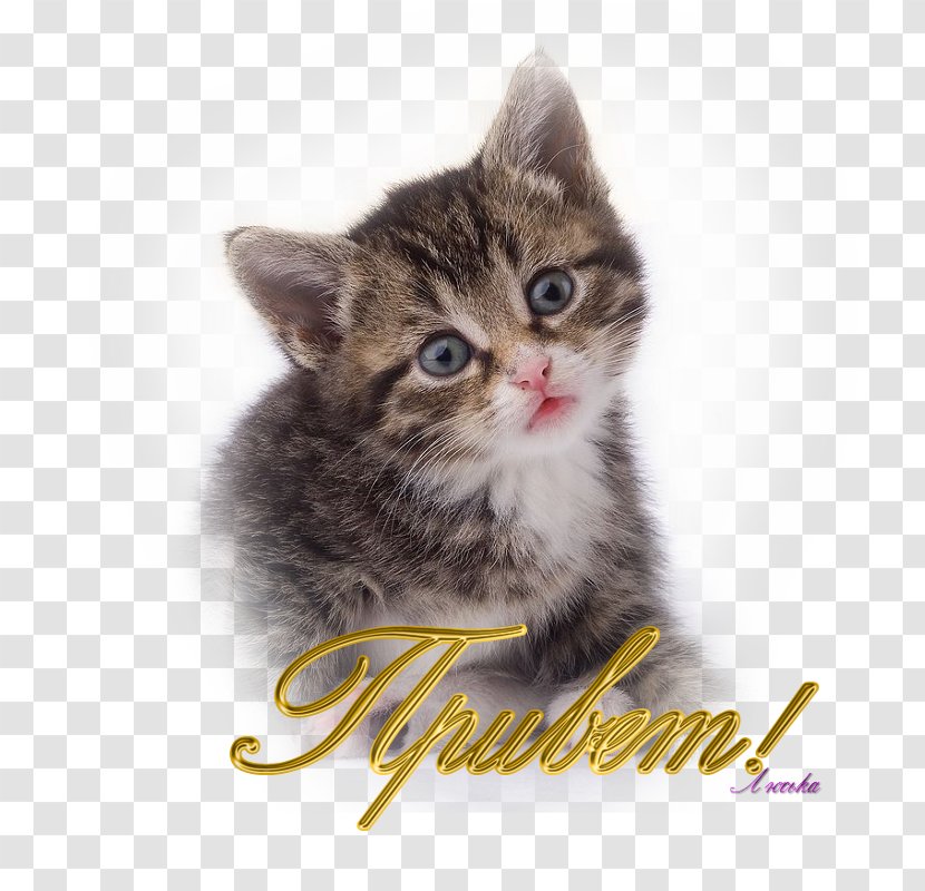 Kitten American Shorthair Clip Art - Whiskers Transparent PNG