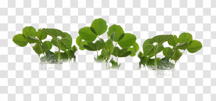 Leaf Greens Herbalism Plant Stem - Herb - Objeto De Arte Transparent PNG