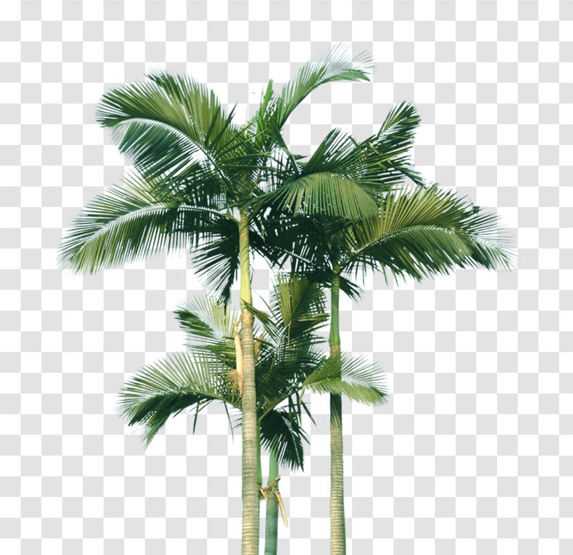Coconut Palm Trees Image - Date - Borassus Transparent PNG