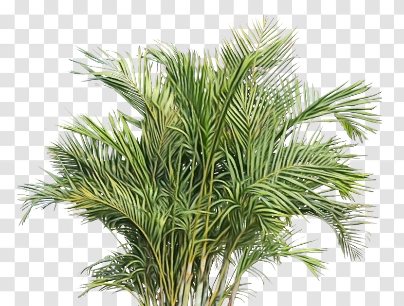 Plant White Pine Tree Grass Terrestrial - Watercolor - Woody Shortstraw Transparent PNG