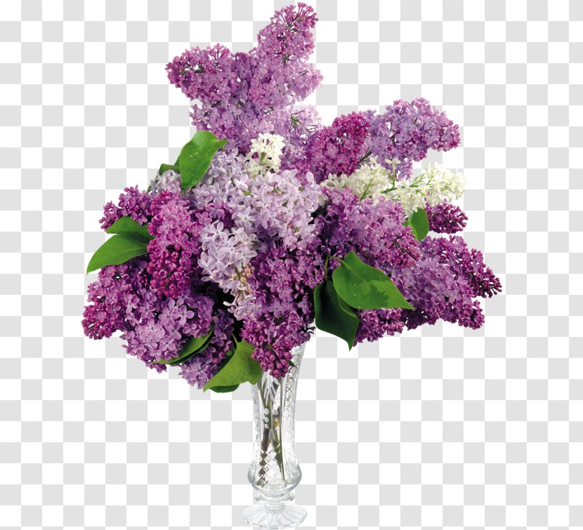 Common Lilac Flower Shrub Leaf - Vase Transparent PNG