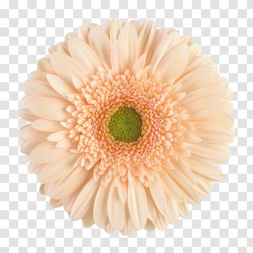 Transvaal Daisy Cut Flowers Chrysanthemum Double-flowered - Plant - Flower Transparent PNG
