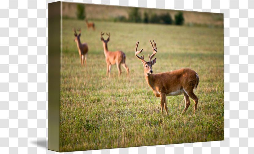 White-tailed Deer Hunting Antler - Mammal Transparent PNG