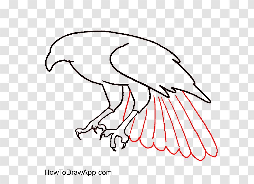 Bald Eagle Drawing Clip Art Bird - Black And White Transparent PNG