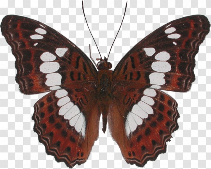 Monarch Butterfly Moth Moduza Procris Charaxes Smaragdalis Transparent PNG