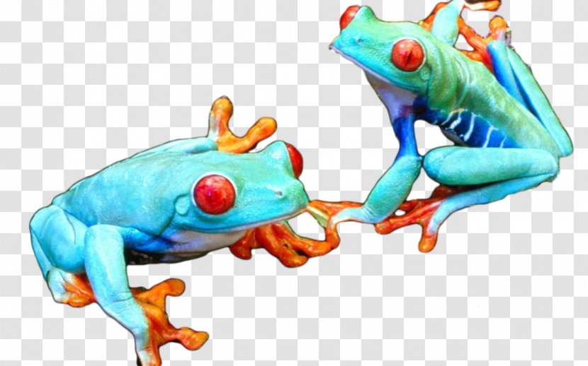 Tree Frog True Toad - Green Transparent PNG