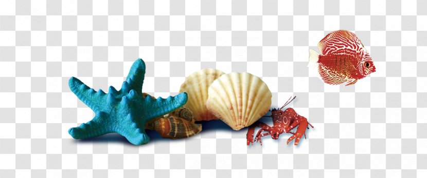 Seashell - Plastic - Conch Shells Decorative Transparent PNG