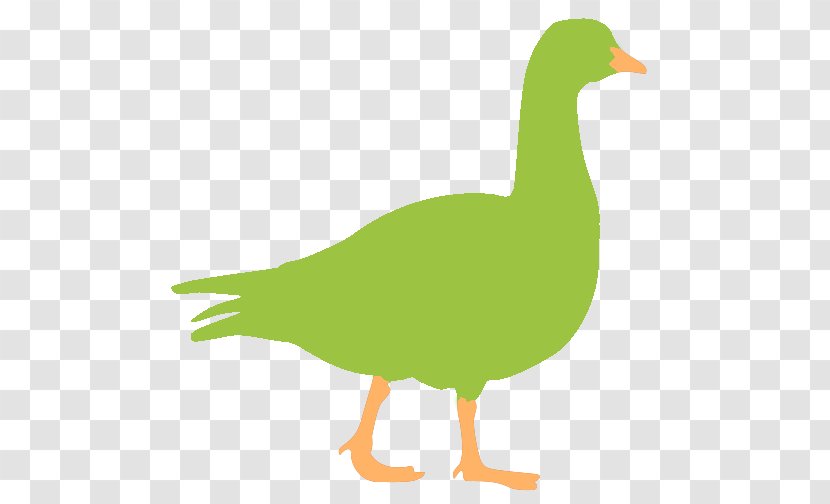 Goose Mallard Duck Google Images - Feather - Mr Transparent PNG
