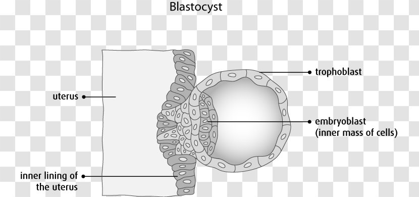Bone Jaw Pattern - Cartoon - Cancer Cell Details Transparent PNG