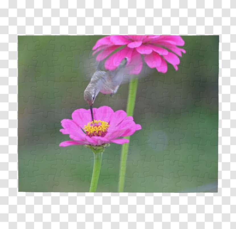 Garden Cosmos Lawn Wildflower Pink M Plant Stem - Magenta - Excited Crossword Clue Transparent PNG