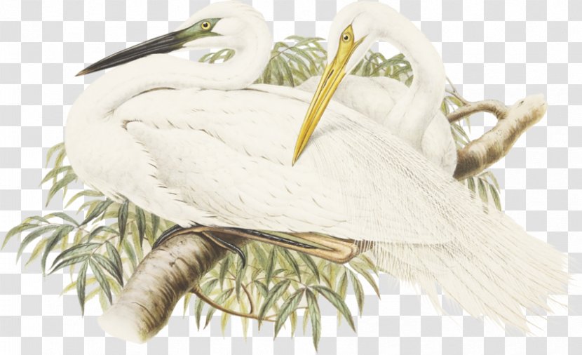 Feather Water Bird Beak Great Egret Transparent PNG