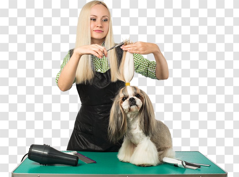 Dog Grooming Cat Pet Web Template System - Like Mammal Transparent PNG
