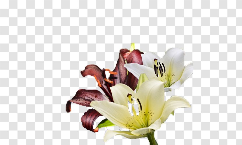 Lilium Flower Red - White Wine And Lily Pictures Transparent PNG