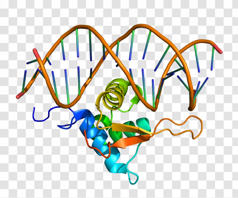 FOXO1 FOX Proteins Fork Head Domain Gene - Watercolor - Depending On Transparent PNG