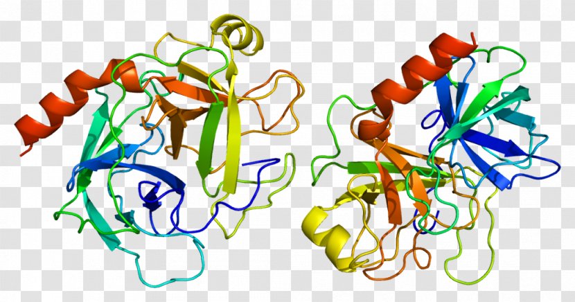 Trypsin 1 Enzyme Trypsinogen Serine Protease - Protein Transparent PNG