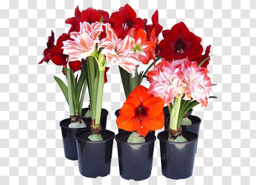 Hippeastrum Flowerpot Ornamental Bulbous Plant - Flower Transparent PNG