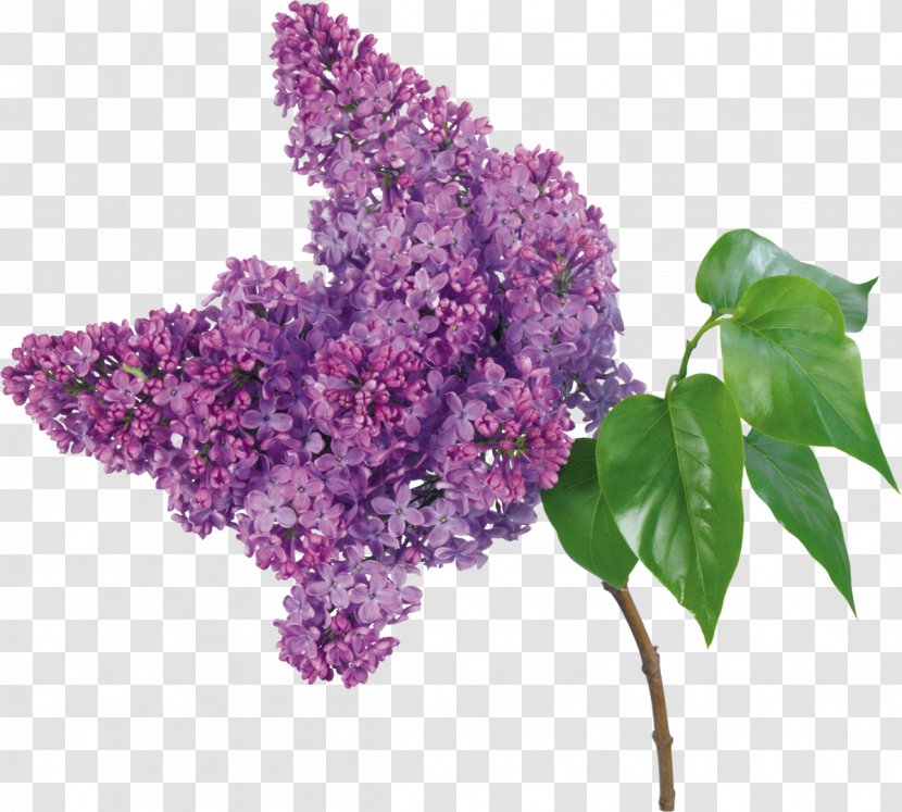 Lilac Flower Bouquet Branch Petal - Raceme Transparent PNG