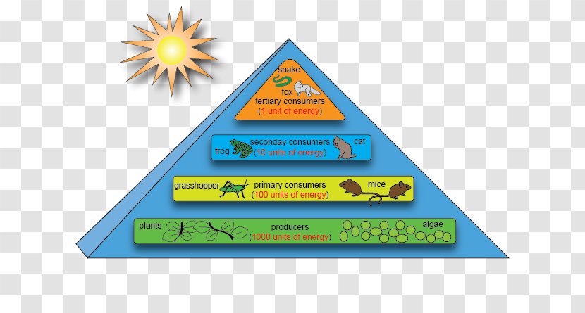 Energy Flow Ecosystem Ecological Pyramid Ecology Food Chain - 5 Step Transparent PNG