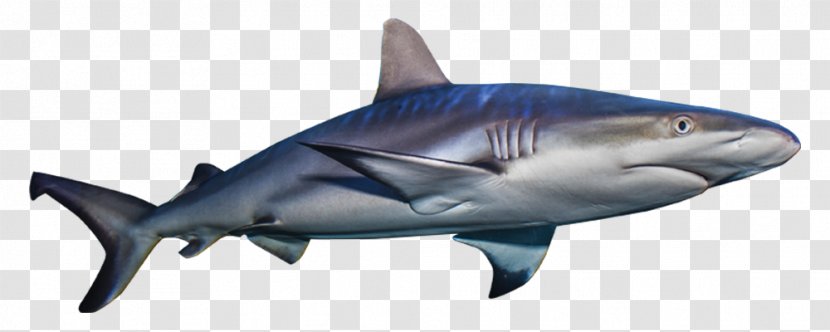 Tiger Shark Great White Lamniformes Loveland Living Planet Aquarium Basking - Dwarf Lanternshark - Sharks Transparent PNG