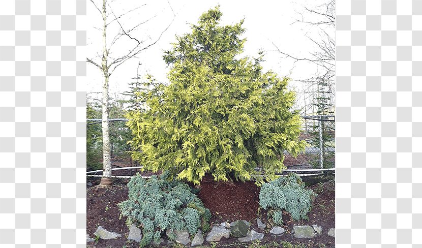 Spruce Fir Tree Evergreen English Yew - Landscape - Big Transparent PNG