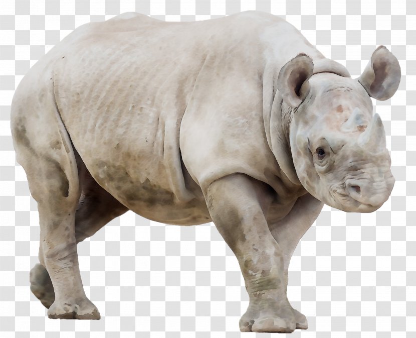 Javan Rhinoceros White Horn - Animal Figure Transparent PNG