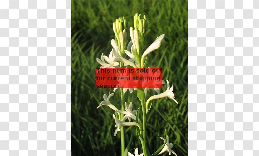 Flowering Plant Herb - Grass - Flower Transparent PNG