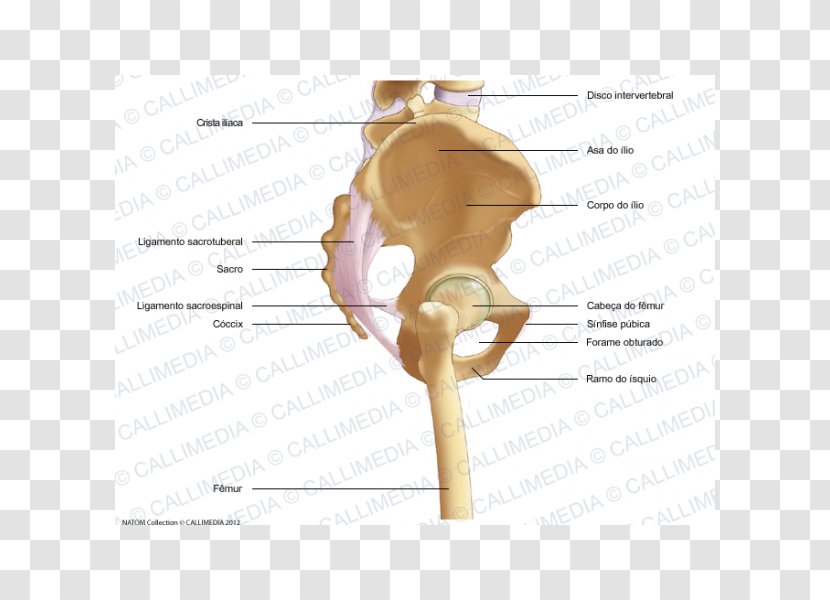 Bone Pelvis Human Skeleton Appendicular - Watercolor Transparent PNG