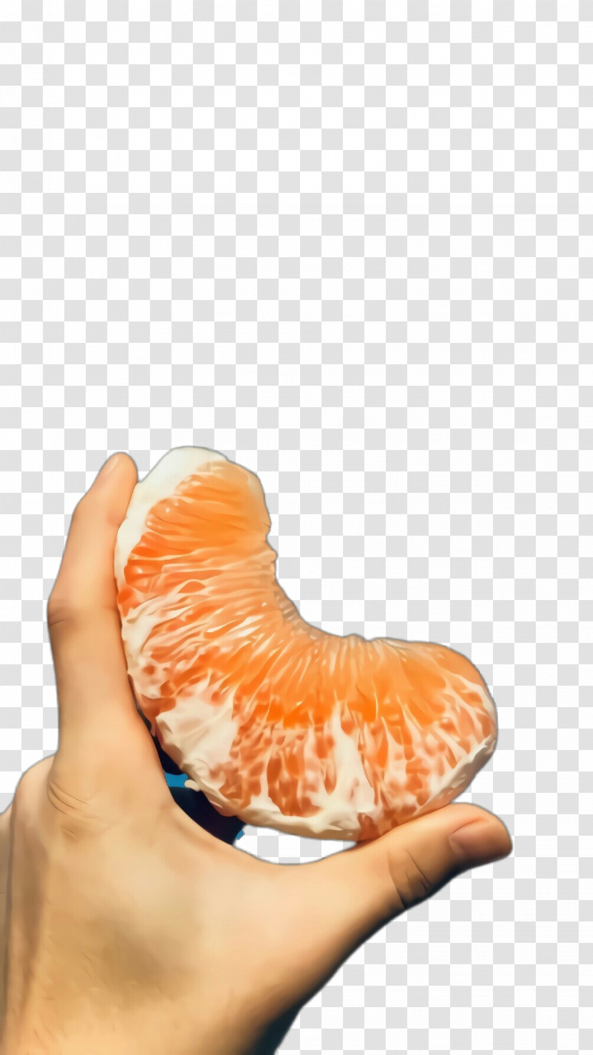 Orange Transparent PNG