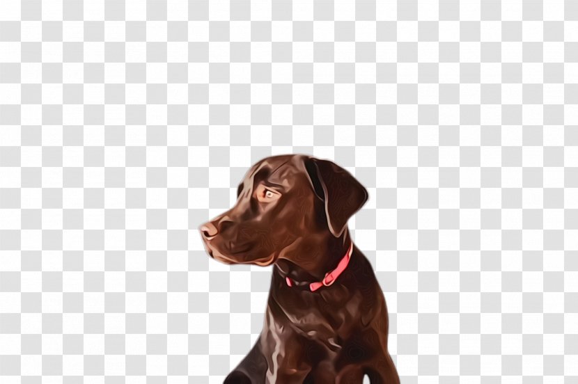 Dog Breed Labrador Retriever Sporting Group Pointing - Pointer Transparent PNG