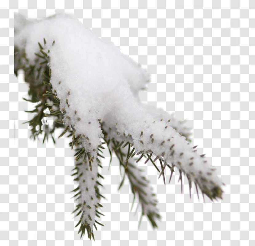 Fir Tree Clip Art - Snow Transparent PNG