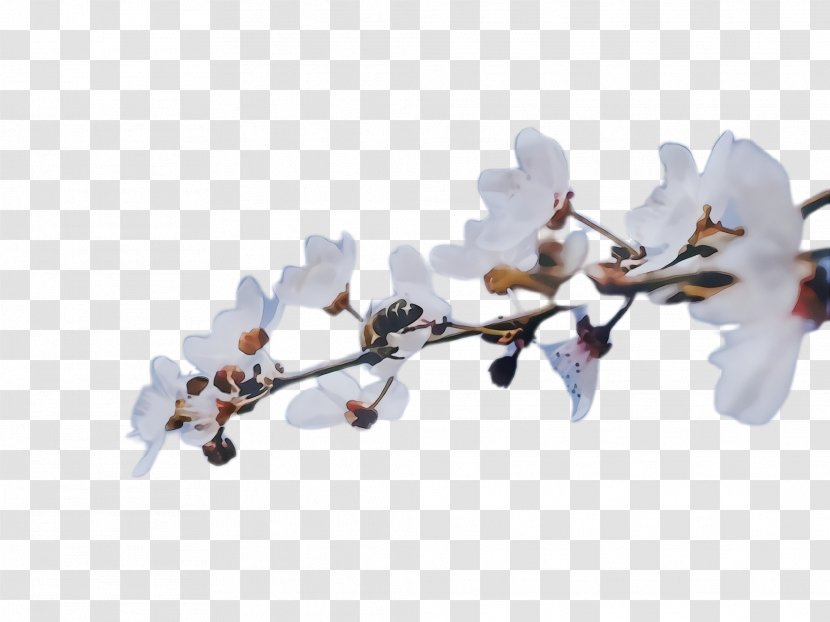 Cherry Blossom - Twig - Tree Transparent PNG