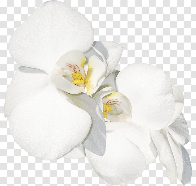 Moth Orchids Cut Flowers LiveInternet Diary - Flowering Plant Transparent PNG