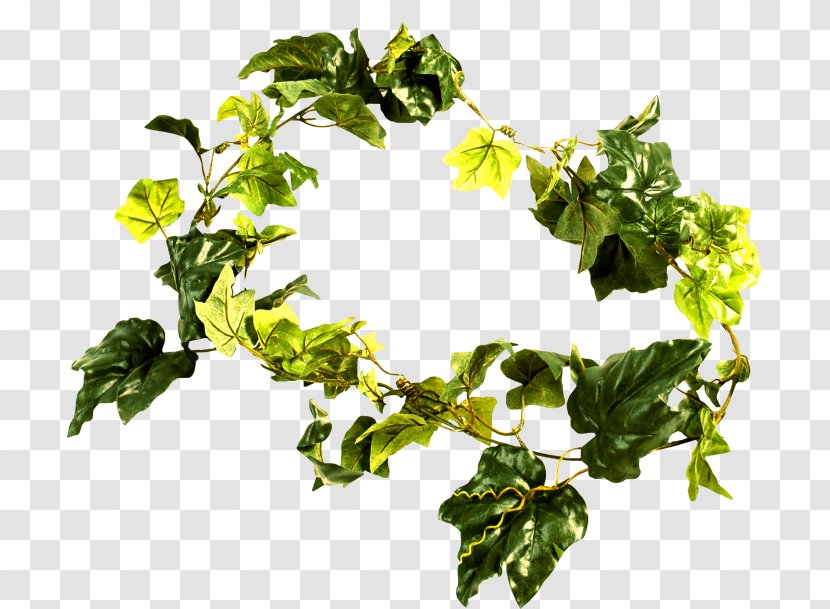 Fiddle-leaf Fig Branch Houseplant Tree - Flowerpot - Leaf Transparent PNG