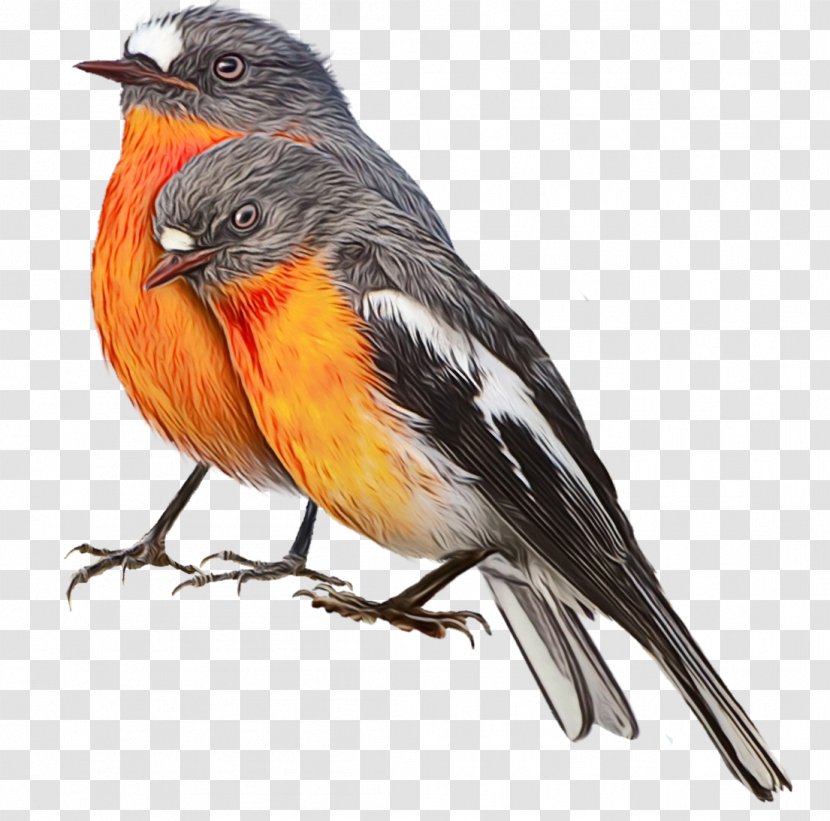 Robin Bird - Duck - Canary Finch Transparent PNG