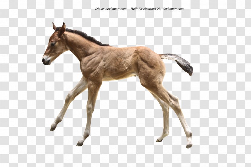 Foal Colt Mare Stallion Mustang - Horse Tack - Donkey Transparent PNG