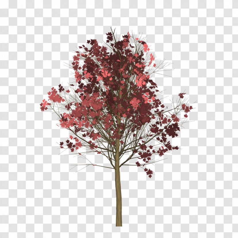 Twig Tree Red Maple Japanese Clip Art - Plant Transparent PNG