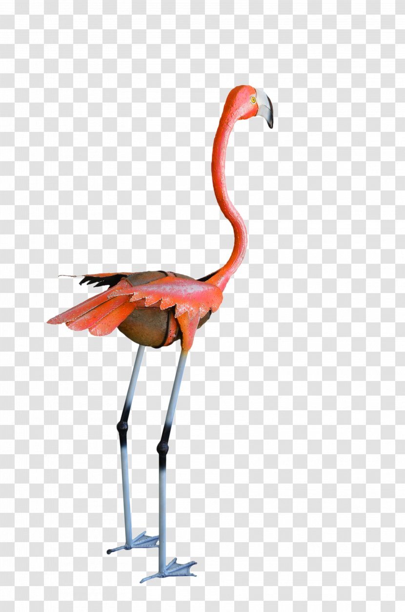 Water Bird Vertebrate Crane Beak - Like - Flamingo Transparent PNG