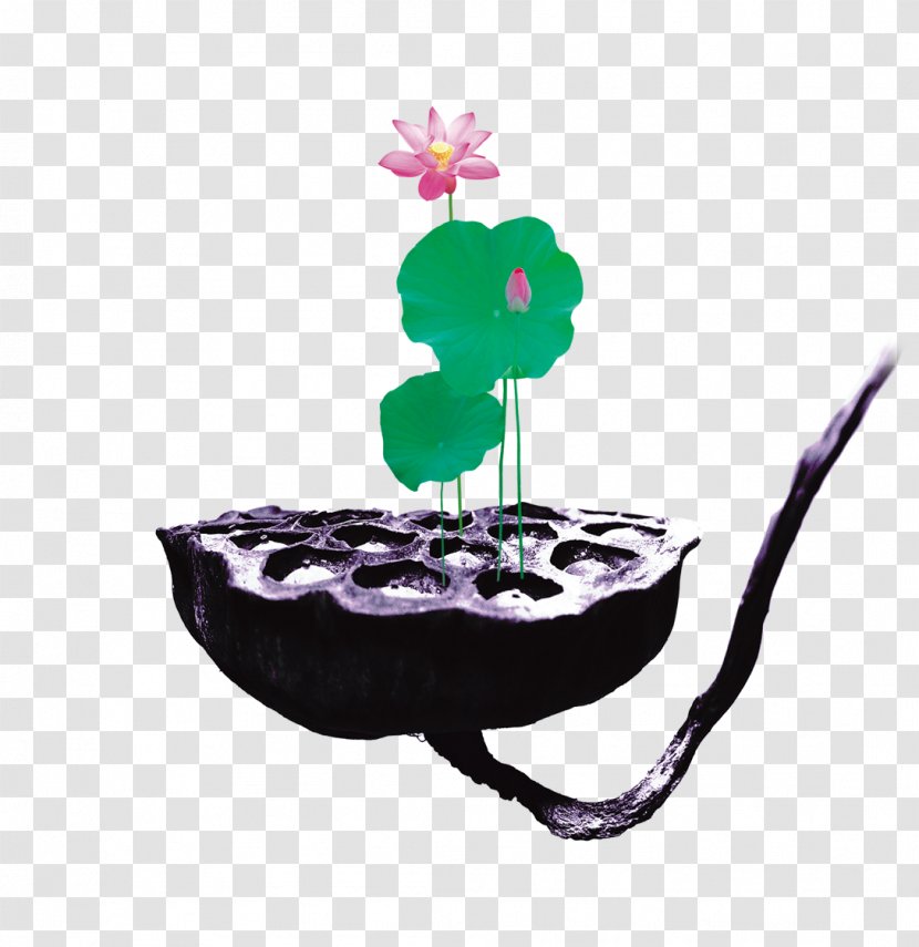 Nelumbo Nucifera Lotus Seed Root - Ink Transparent PNG