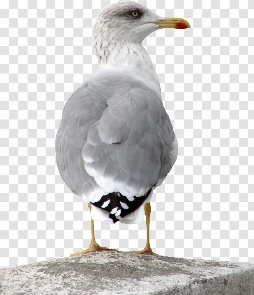 European Herring Gull Bird Great Black-backed Common - Gulls Transparent PNG
