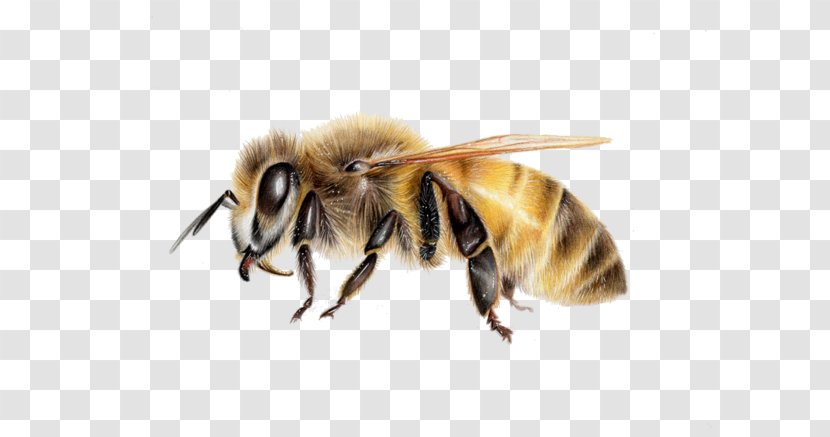 Honey Bee Hornet Insect Wasp - Art Transparent PNG