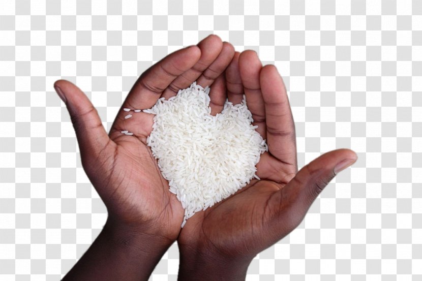 Seductions Of Rice: A Cookbook Sona Masuri Oryza Sativa Basmati - Microsoft Powerpoint - Holding Rice Transparent PNG